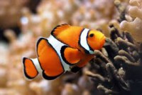 /album/animais-marinhos/transferir-1-jpg/